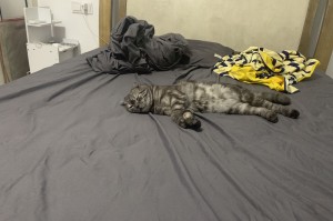 dnf猫图片大全图片大全图片大全集_恐龙动画片儿大全视频大全集